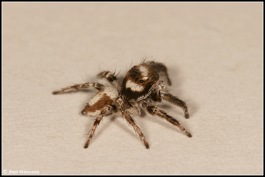Salticidae  d''Israele - Help ID